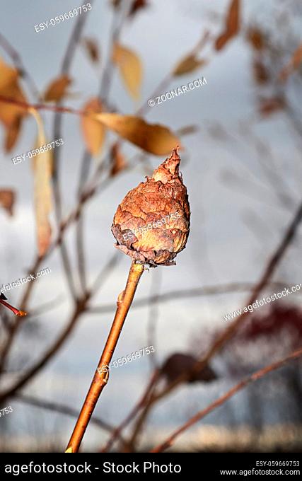A willow gall ball against a grey background