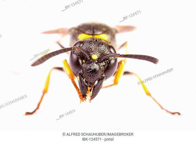 Potter Wasp (Euodynerus)