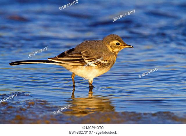 pied wagtail Motacilla alba, on the feed in shallow water, Germany, Rhineland-Palatinate