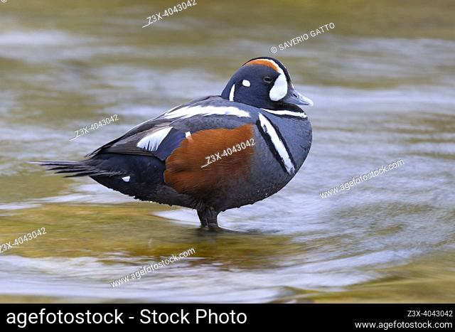 Harlequin Duck (Histrionicus histrionicus), side view of an adult male resting in the water, Southern Region, Iceland