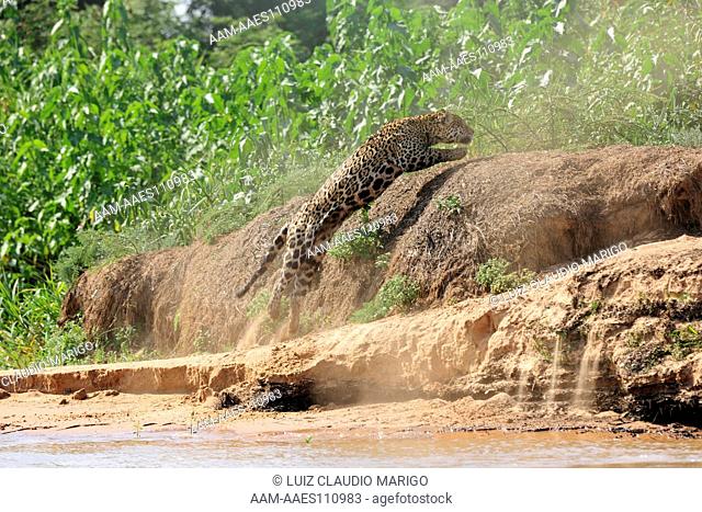 Female Jaguar (Panthera onca) jumping to the bank of Tr?s Irm?os River, in the Pantanal of Mato Grosso State, Center-West of Brazil