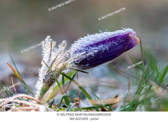 Pasque flower (Pulsatilla vulgaris), Hesse, Germany
