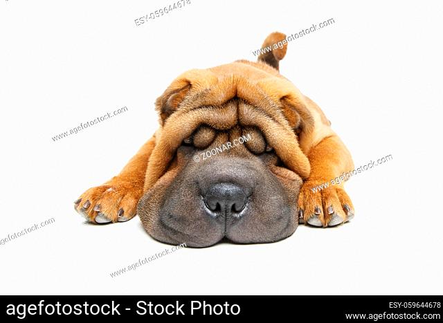 beautiful shar pei puppy lying isolated on white background. copy space