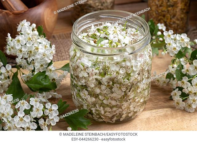 A jar filled with fresh hawthorn blossoms and alcohol, to prepare herbal tincture