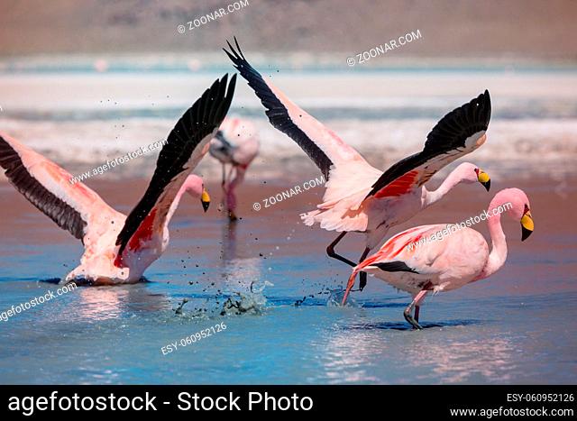 Flamingo in the lake of Bolivian Altiplano