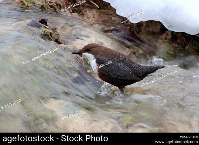 white-throated dipper in the winter germany
