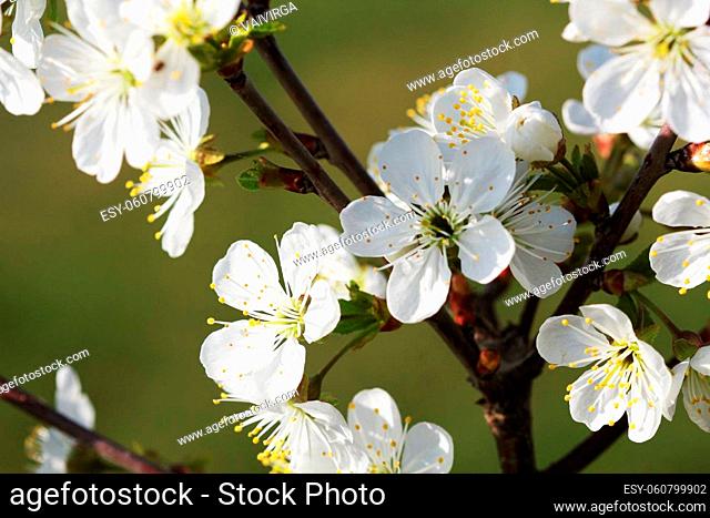 Spring cherry blossom background. Beautiful nature scene with blooming tree on green background. Spring flowers