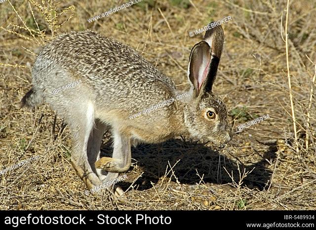 Black-tailed Jack Rabbit (Lepus californicus) adult, running, Arizona (U.) S. A