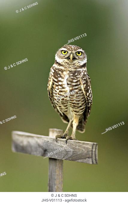 Burrowing Owl, Athene cunicularia, Cape Coral, Florida, USA, adult on marked branch