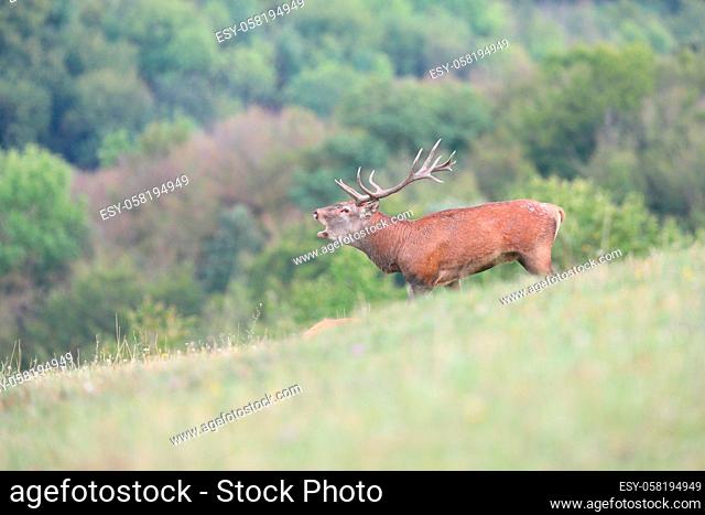 Majestic red deer, cervus elaphus, roaring on meadow in autumn nature. Magnificent stag with massive antlers bellowing in rutting season