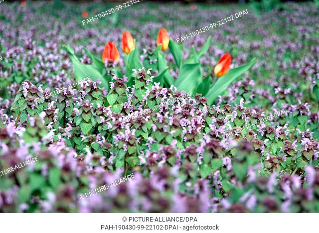 28 April 2019, Berlin: Still almost closed tulips stand on a meadow full of purple red deadnettle (Lamium purpureum) at the place of the United Nations in the...