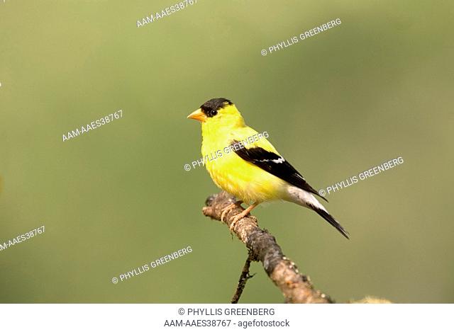 American Goldfinch (Carduelis tristis)  Asheville, NC  2007  Digital Capture