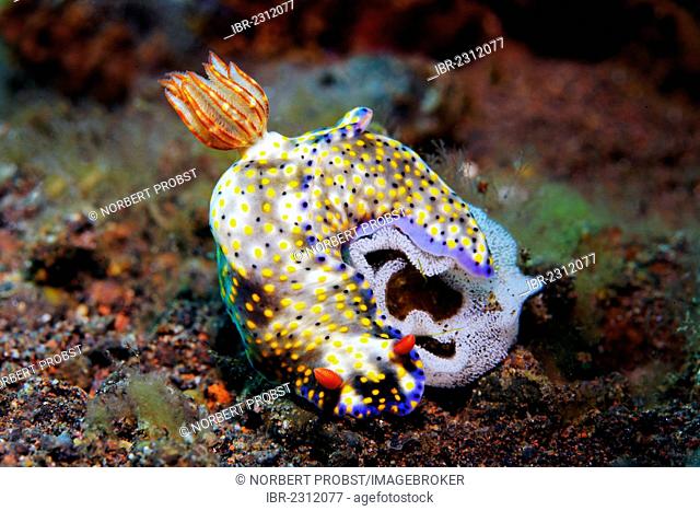 Chromodoris nudibranch (Hypseltodoris infucata), egg deposition, sea snail, Great Barrier Reef, a UNESCO World Heritage Site, Queensland, Cairns, Australia