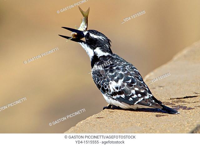 Pied Kingfisher Ceryle rudis, fishing, Kruger National Park, South Africa