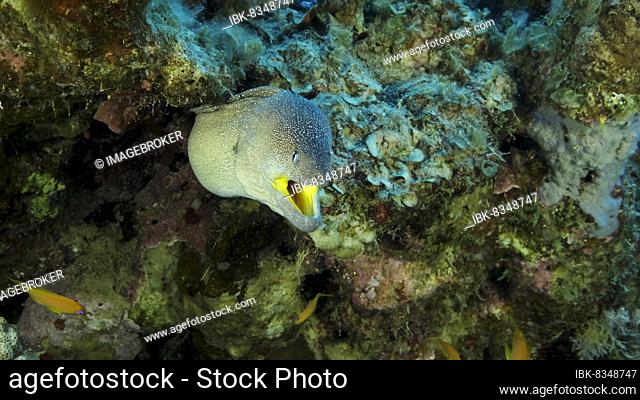 Close-up portrait of Moray with open mouth peeks out of its hiding place. Yellow-mouthed Moray Eel (Gymnothorax nudivomer) Red Sea, Egypt, Africa