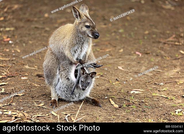 Bennett Wallaby, adult female with joey, Cuddly Creek, South Australia, Australia (Macropus rufogriseus)