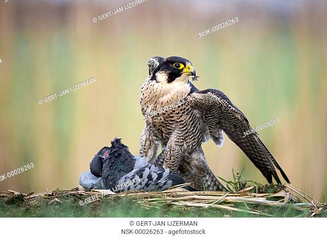 Peregrine Falcon (Falco peregrinus) with captured pigeon and eating it, The Netherlands, Overijssel, Kampen, Kampereiland