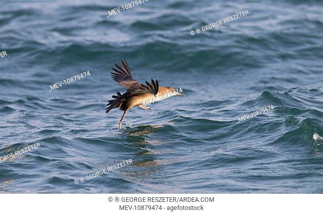 Balearic Shearwater - in flight - running on the sea to take off (Puffinus mauretanicus). Dorset UK - July