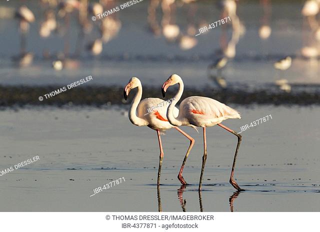 Greater Flamingo (Phoenicopterus roseus), synchronized walking, Laguna de Fuente de Piedra, Málaga province, Andalusia, Spain