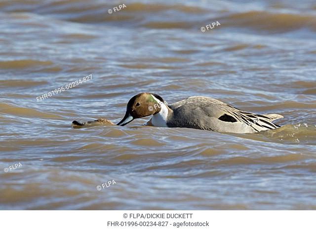 Northern Pintail (Anas acuta) adult pair, mating in choppy water, Gloucestershire, England, March