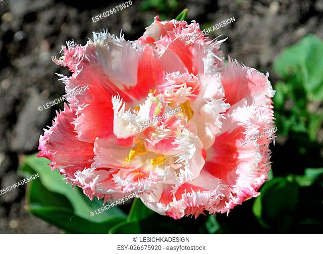 Fringed Tulip Queensland. Pink tulip fringed with white ragged edges