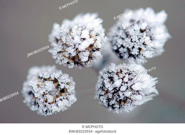 common tansy (Tanacetum vulgare, Chrysanthemum vulgare), ice crystals on common tansy, Germany
