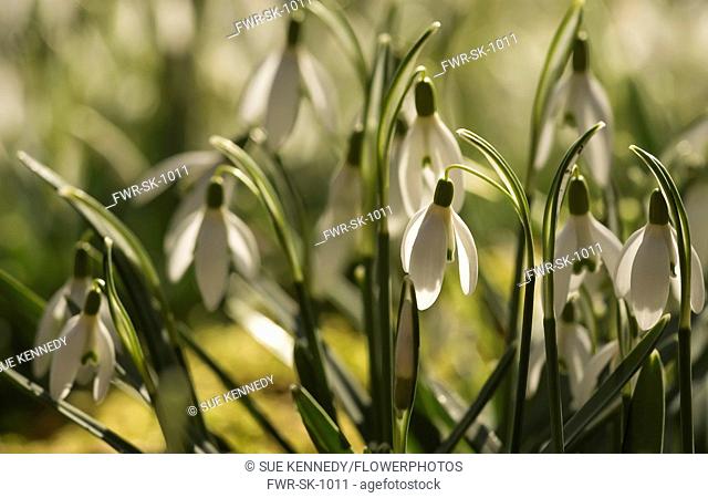Snowdrop, Common snowdrop, Galanthus nivalis, Small white flowers growing outdoor in woodland