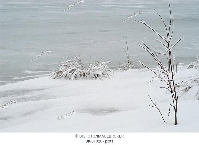 Frozen lake and snowy shore with naked branches