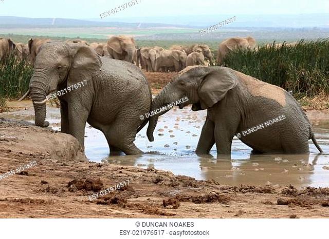 Elephant Mud Bath