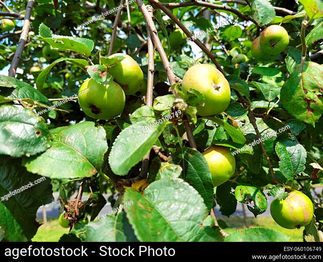 Organic apple on the apple tree with a lot of protein