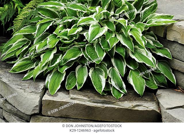 Variegated hosta leaves