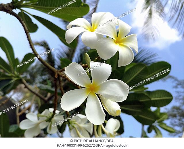 03 March 2019, Thailand, Karon Beach: A white Frangipani blooms in a mansion in Karon Beach. The Frangipani belongs to the genus Plumeria in the subfamily...