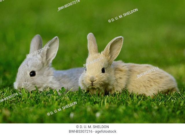 domestic rabbit (Oryctolagus cuniculus f. domestica), beige bunny with grey bunny in a meadow