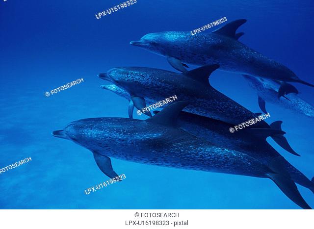 Medium Group of Spotted Dolphins are Swimming Underwater