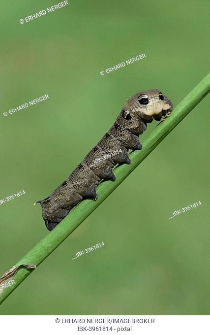 Caterpillar, Elephant Hawk-moth (Deilephila elpenor), Emsland, Lower Saxony, Germany