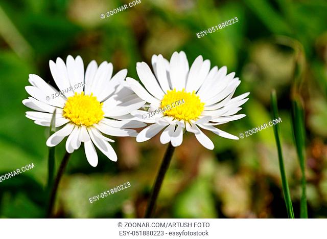 small spring daisy flower on blooming on green lawn with shallow focus