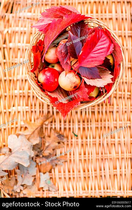 Juicy apples on a wicker tray, surrounded by fallen autumn leaves. Beautiful branch with dry lying around