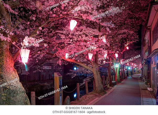 Cherry blossom at night (Yozakura) at Kiyamchi street by the Ohtani river, Kinosaki-onsen, Toyooka, Hyogo prefecture, Japan