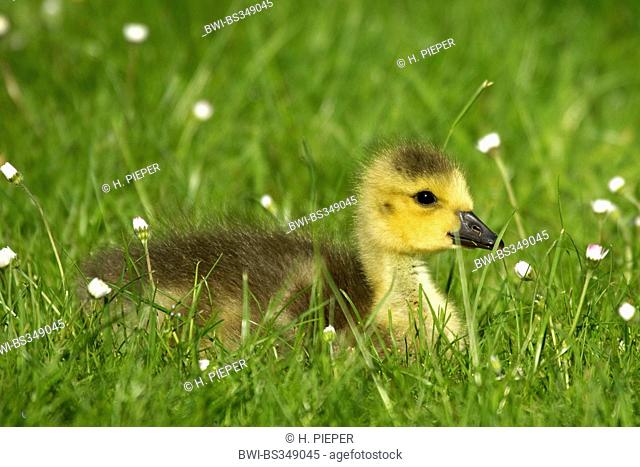 Canada goose (Branta canadensis), goose chick in a meadow with lawn daisies, Germany