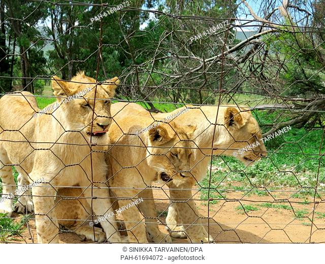 Lions are seen at the Moreson Ranch, a lion breeding ranch in Vrede, South Africa, 10 January 2015. Photo: Sinikka Tarvainen/dpa | usage worldwide
