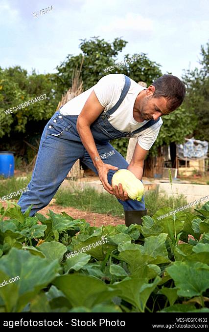 Male farm worker holding squash while working at agricultural field
