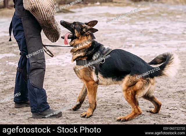 German shepherd dog training. Biting dog. Alsatian Wolf Dog. Deutscher, dog