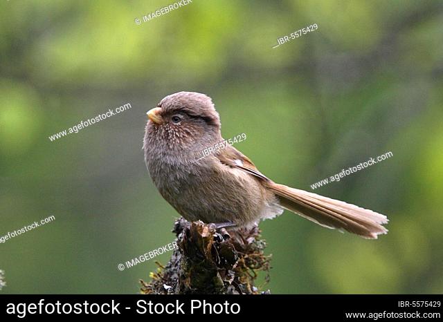 Monochrome Parrotbill, Monochrome Parrotbill, Songbirds, Animals, Birds, Brown Parrotbill (Paradoxornis unicolor) adult, perched on mossy stump, Sichuan, China