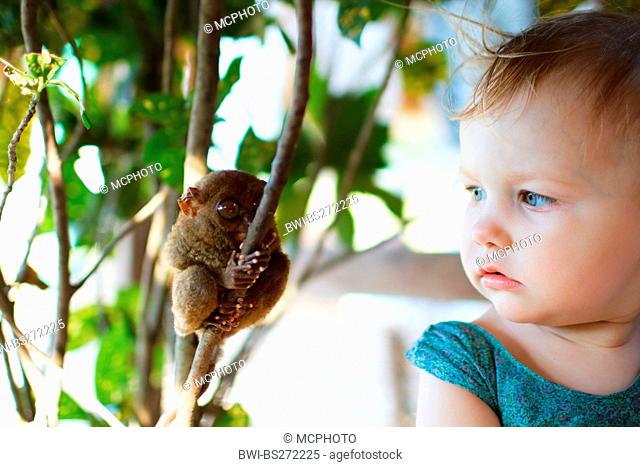 Philippine tarsier Tarsius syrichta, a little girl keeping an eye on a tarsier