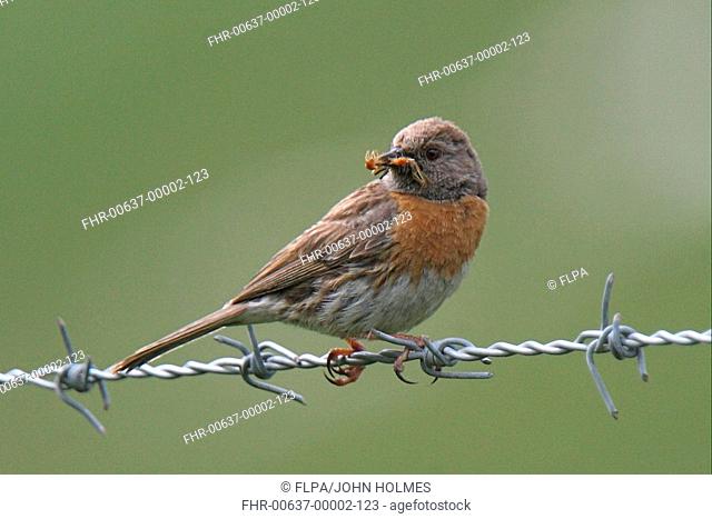 Robin Accentor Prunella rubeculoides breeding adult, with insect prey in beak, Heimahe, Qinghai Province, Tibetan Plateau, China, august