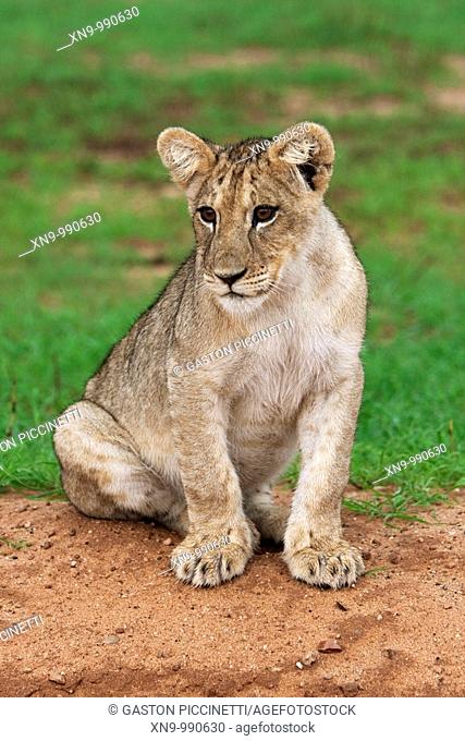 African Lion Panthera leo - Cub, in the rain, Kgalagadi Transfrontier Park, Kalahari desert, South Africa