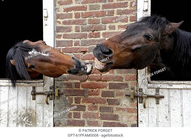 PUREBLOOD STALLIONS FIGHTING, LE PIN NATIONAL STUD FARM, LE PIN-AU-HARAS, ORNE 61, LOWER NORMANDY, FRANCE