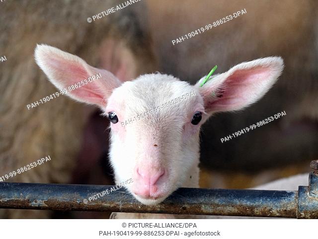18 April 2019, Saxony, Pausitz: A lamb of the breed Ostfriesisches Milchschaf stands in a stable. It's a week old. Sheep farmer Wolfgang Görne does not offer...