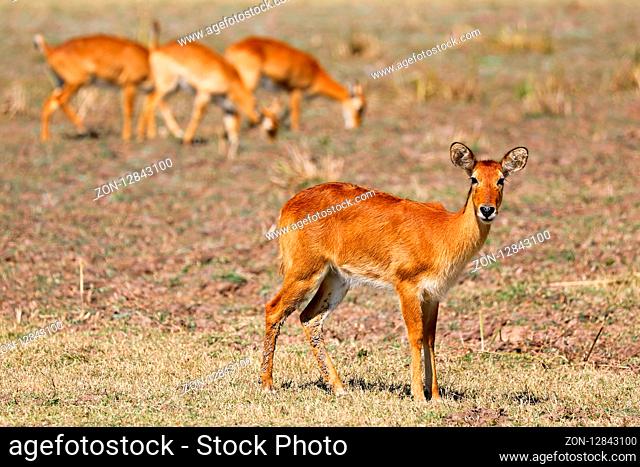 Pukus, South Luangwa Nationalpark, Sambia, (Kobus vardonii) | Pukus, South Luangwa National Park, Zambia, (Kobus vardonii)