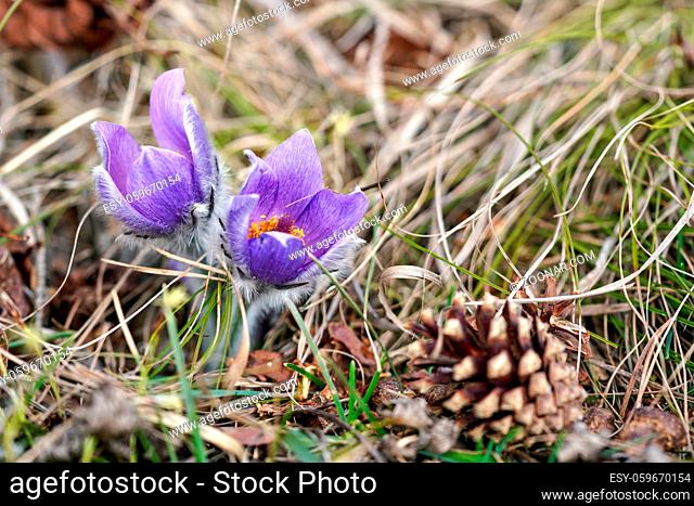 Purple blue greater pasque flower - Pulsatilla grandis - growing in dry grass, coniferous cone near, close up detail